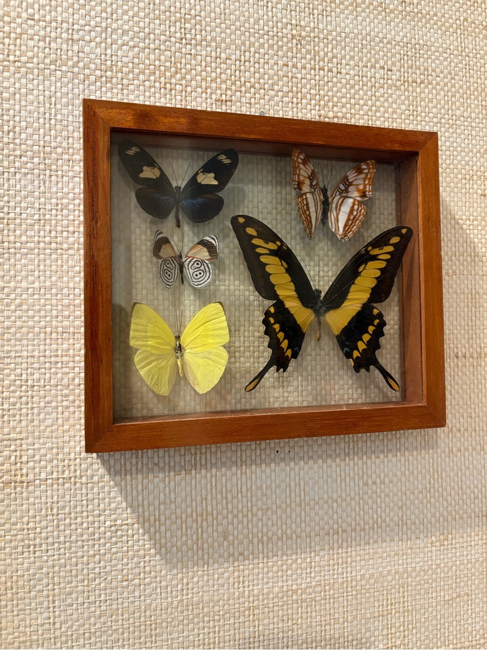 Framed Yellow and Black Butterfly Wall Art - Home Wall Decor